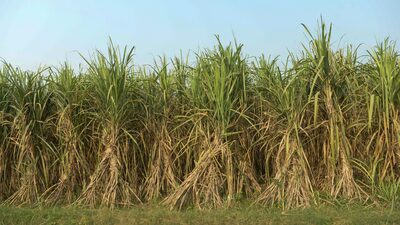 Volta do La Niña nos próximos meses é ameaça de estiagem em parte do Brasil Volta do La Niña nos próximos meses é ameaça de estiagem em parte do Brasil