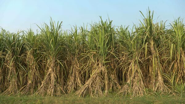 Volta do La Niña nos próximos meses é ameaça de estiagem em parte do Brasil Volta do La Niña nos próximos meses é ameaça de estiagem em parte do Brasil