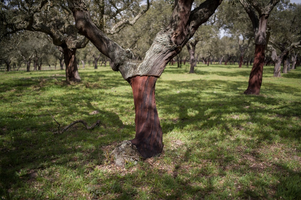 Árvore de sobreiro na Herdade do Rio Frio Árvore de sobreiro na Herdade do Rio Frio