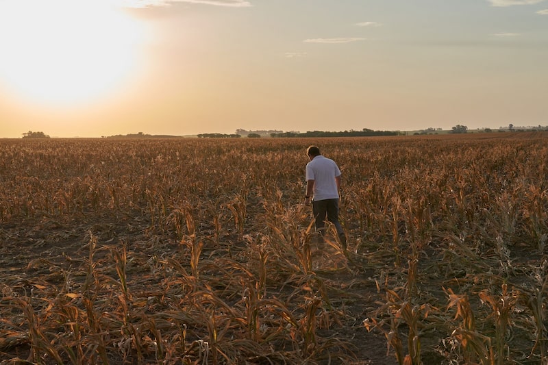 Un campo en San Jose de la Esquina, provincia de Santa Fe, este 16 de enero. Un campo en San Jose de la Esquina, provincia de Santa Fe, este 16 de enero.