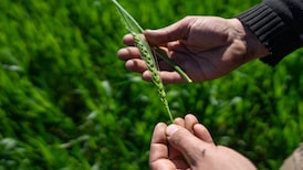 China compra un cargamento inusual de trigo argentino mientras Milei recorta los aranceles China compra un cargamento inusual de trigo argentino mientras Milei recorta los aranceles