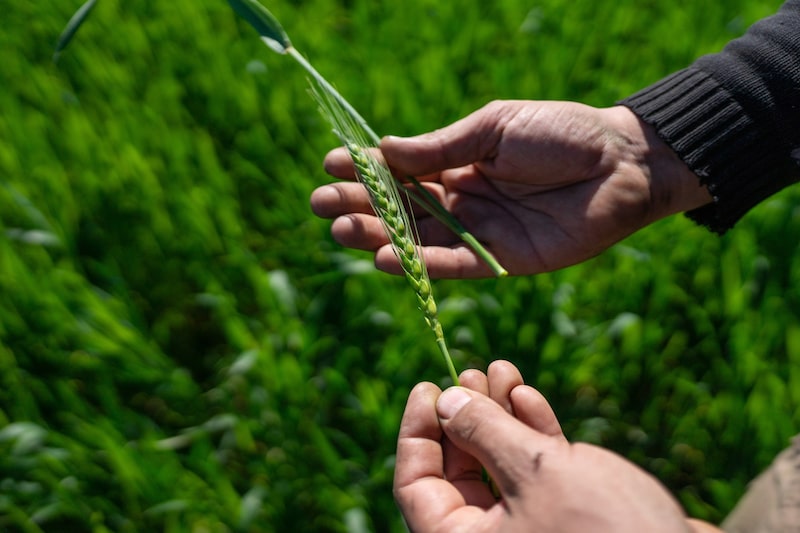 Un agricultor en un campo de trigo cerca de Rosario, Argentina. Foto: Sebastián López Brach/Bloomberg Un agricultor en un campo de trigo cerca de Rosario, Argentina. Foto: Sebastián López Brach/Bloomberg