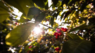 Región cafetera colombiana, clave para Starbucks y Nestlé, padece ola de inseguridad Región cafetera colombiana, clave para Starbucks y Nestlé, padece ola de inseguridad