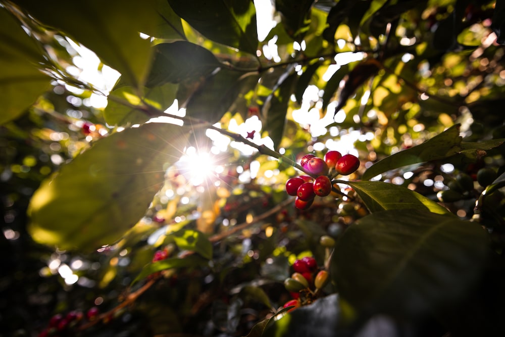 Las plantas de café en Hacienda La Esmeralda. Las plantas de café en Hacienda La Esmeralda.