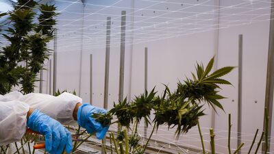 Descriminalização de maconha para uso pessoal acelera novos negócios no Brasil Descriminalização de maconha para uso pessoal acelera novos negócios no Brasil