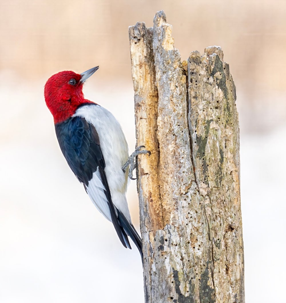 Pájaro carpintero de cabeza roja. Pájaro carpintero de cabeza roja.