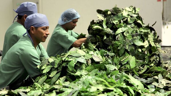 Casi toda la guayusa del mundo está en Ecuador, que hoy busca exportarla más y mejor Casi toda la guayusa del mundo está en Ecuador, que hoy busca exportarla más y mejor