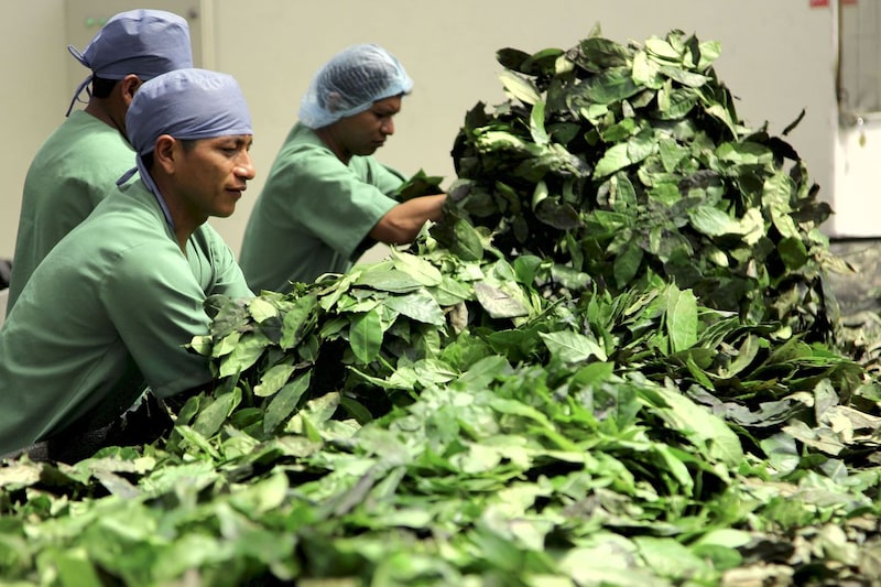 El 98% de la guayusa del mundo se produce en Ecuador. El 98% de la guayusa del mundo se produce en Ecuador.