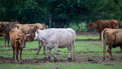 El USDA intensifica la vigilancia de gusano barrenador ante el aumento de casos en Texas El USDA intensifica la vigilancia de gusano barrenador ante el aumento de casos en Texas