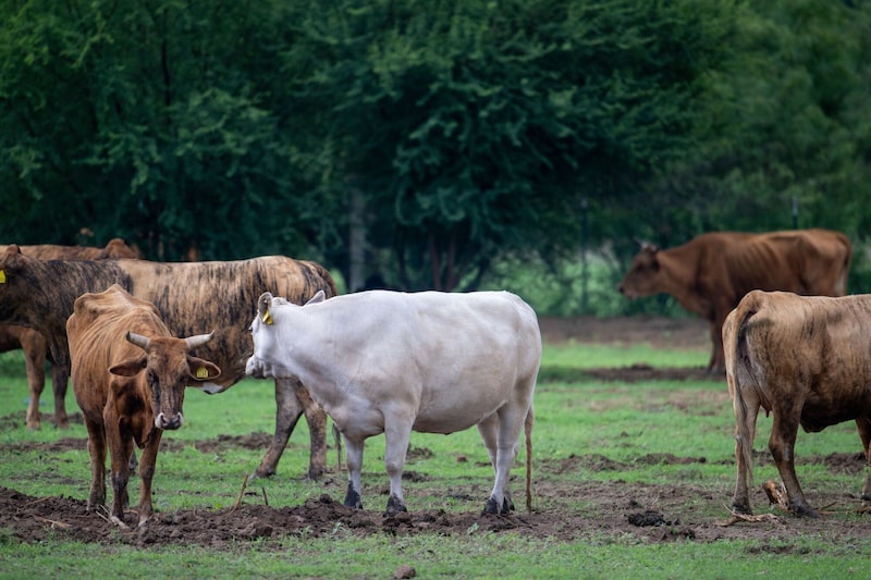 El ganado pasta en un campo el 2 de junio de 2026 en Quemado, Texas El ganado pasta en un campo el 2 de junio de 2026 en Quemado, Texas