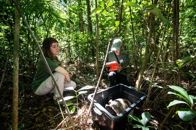 Refaunación Refaunación