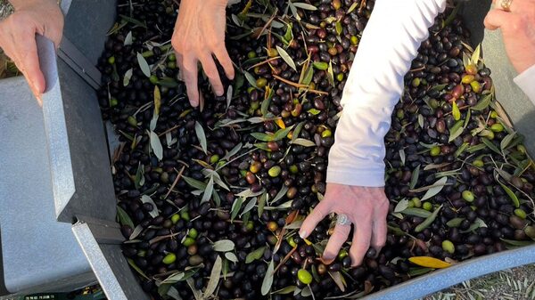 Na Itália, produtores de azeite recorrem ao turismo para compensar as perdas Na Itália, produtores de azeite recorrem ao turismo para compensar as perdas