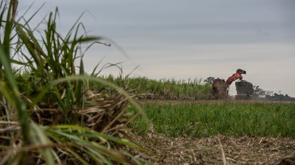 Início da safra de açúcar deve ser prejudicado pela seca, segundo traders e produtores Início da safra de açúcar deve ser prejudicado pela seca, segundo traders e produtores