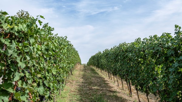 Este es el destino vinícola donde el turismo crece, mientras el consumo mundial de vino cae Este es el destino vinícola donde el turismo crece, mientras el consumo mundial de vino cae