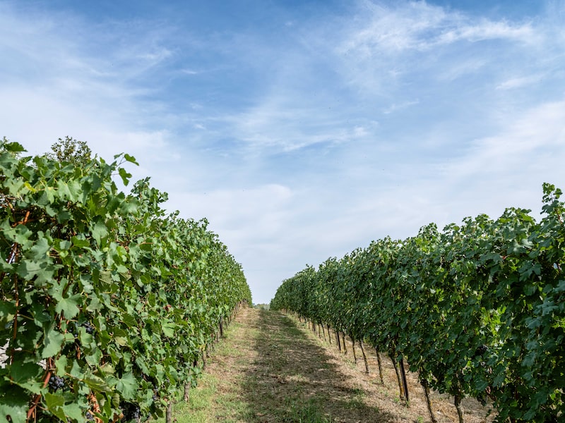 Welcome to Wine-Optional Wine Country Welcome to Wine-Optional Wine Country