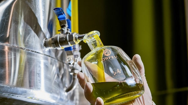 Do campo ao lagar: como nasce um azeite premium no interior de Minas Gerais Do campo ao lagar: como nasce um azeite premium no interior de Minas Gerais