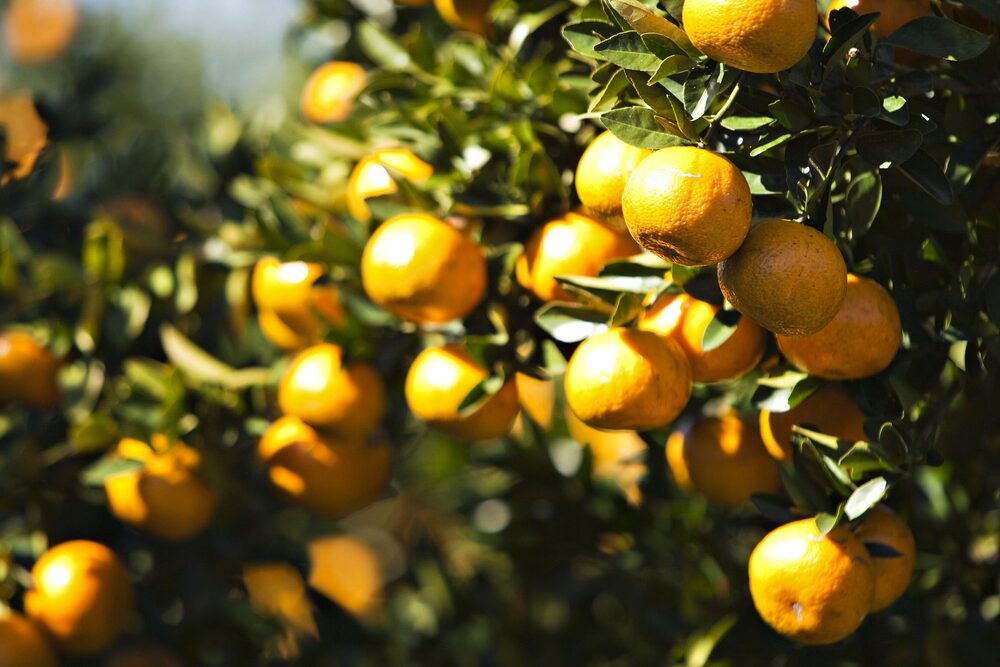 Grupo Agroterenas tem na produção e industrialização de laranja uma atividade para diversificar seu negócio principal. Resultados da indústrias registram prejuízos por dois anos seguidos Grupo Agroterenas tem na produção e industrialização de laranja uma atividade para diversificar seu negócio principal. Resultados da indústrias registram prejuízos por dois anos seguidos