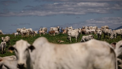 Brasil puede beneficiarse de las medidas de Trump para contener el alza de la carne en EE.UU. Brasil puede beneficiarse de las medidas de Trump para contener el alza de la carne en EE.UU.