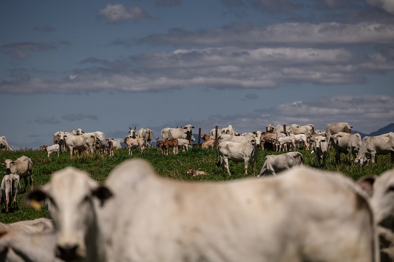 El aumento de los precios de la carne de vacuno da lugar a medidas de Trump que impulsarán a Brasil El aumento de los precios de la carne de vacuno da lugar a medidas de Trump que impulsarán a Brasil