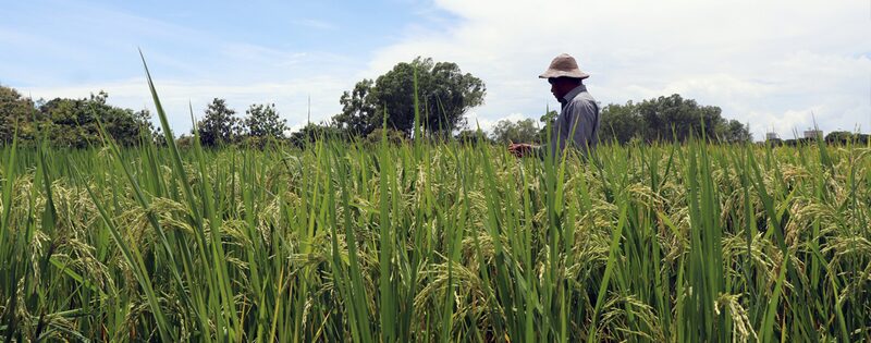 Para producir una hectárea del grano los productores panameños requieren de una inversión aproximada de $2,500 por hectárea. Para producir una hectárea del grano los productores panameños requieren de una inversión aproximada de $2,500 por hectárea.