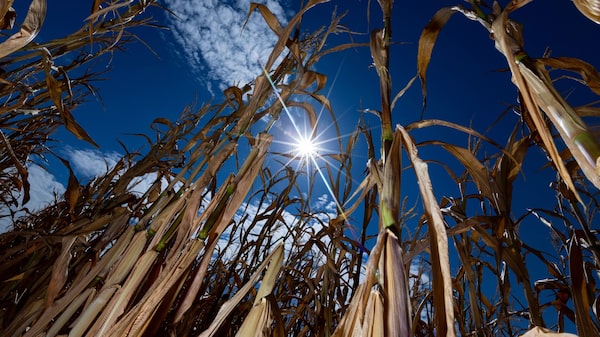 Fin de las herencias de agua: agricultores paralizan carreteras en rechazo a cambios a ley en México Fin de las herencias de agua: agricultores paralizan carreteras en rechazo a cambios a ley en México