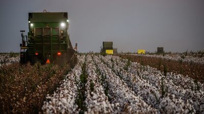 SLC Agrícola mira em rentabilidade do algodão com aquisições no Maranhão, diz CEO SLC Agrícola mira em rentabilidade do algodão com aquisições no Maranhão, diz CEO