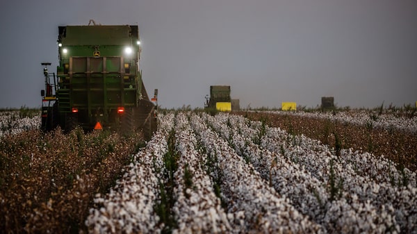 SLC Agrícola mira em rentabilidade do algodão com aquisições no Maranhão, diz CEO SLC Agrícola mira em rentabilidade do algodão com aquisições no Maranhão, diz CEO