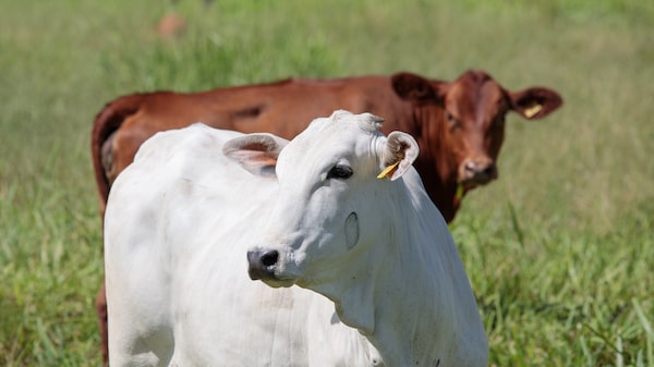 Oferta de gado no Brasil deve diminuir nos próximos dois anos, prevê consultoria Oferta de gado no Brasil deve diminuir nos próximos dois anos, prevê consultoria