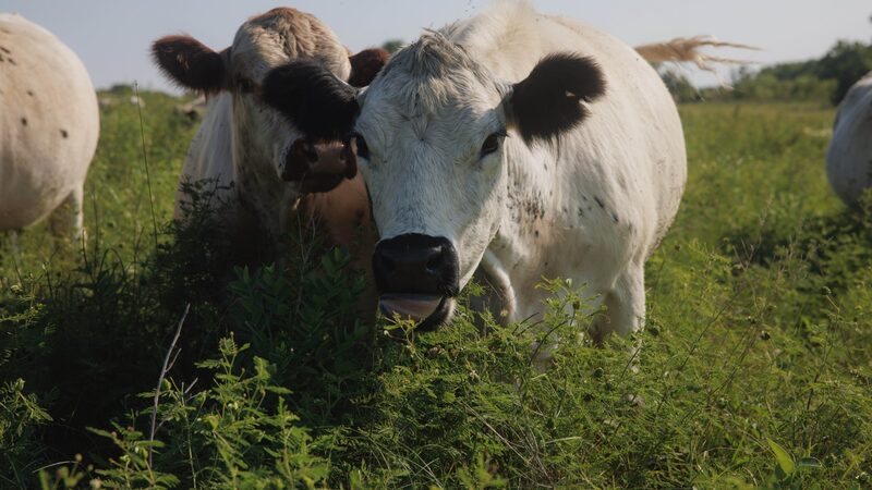 Pecuária sustentável: Bezos investe US$ 19 mi em gado com baixa emissão de metano Pecuária sustentável: Bezos investe US$ 19 mi em gado com baixa emissão de metano