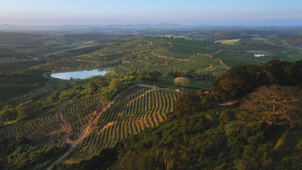 Cafezal da Orfeu Cafezal da Orfeu