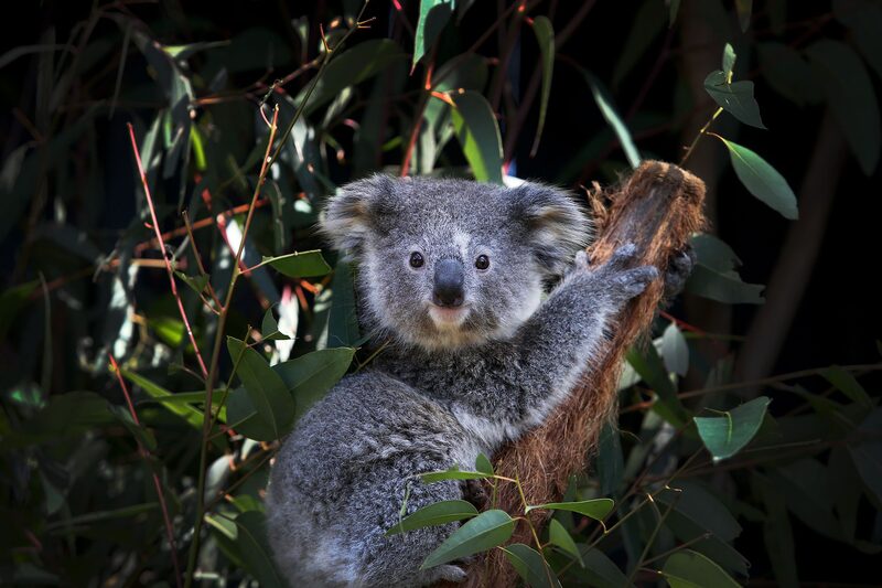 Imagen de un Koala Imagen de un Koala
