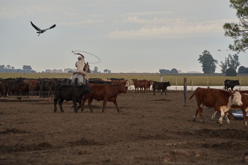 Ganado en campo argentino Ganado en campo argentino