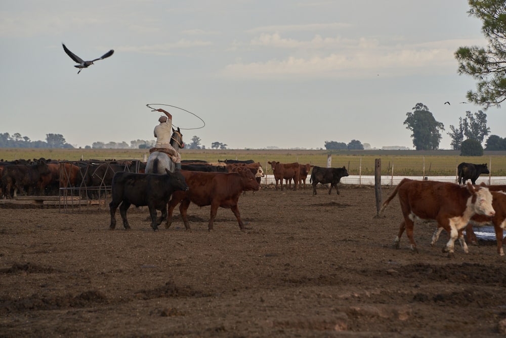Ganado en campo argentino Ganado en campo argentino