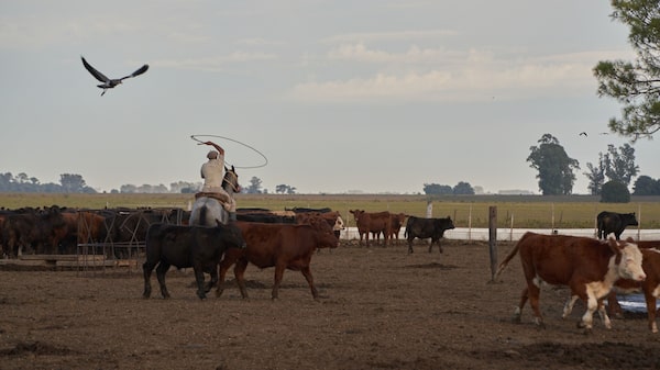 Economía argentina registró una leve contracción en noviembre Economía argentina registró una leve contracción en noviembre