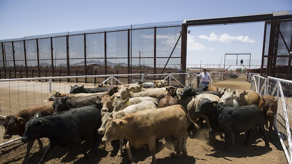 EUA aliviam restrições ao gado mexicano e fortalecem perspectiva para JBS e Tyson Foods EUA aliviam restrições ao gado mexicano e fortalecem perspectiva para JBS e Tyson Foods