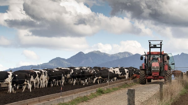 Fonterra prevê pressão de custos com combustível, mas efeito segue indefinido, diz CEO Fonterra prevê pressão de custos com combustível, mas efeito segue indefinido, diz CEO