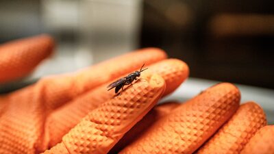 Insetos eram o alimento do futuro. Mas acabaram nas prateleiras de produtos para pets Insetos eram o alimento do futuro. Mas acabaram nas prateleiras de produtos para pets