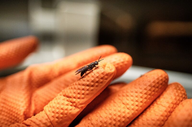 Mosca-soldado preta Mosca-soldado preta