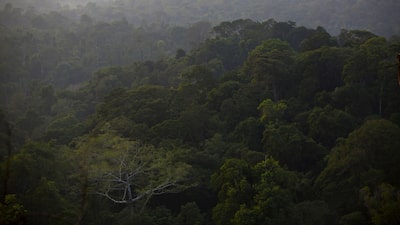 El mayor defensor del Amazonas se acerca a los 100 años y sigue luchando El mayor defensor del Amazonas se acerca a los 100 años y sigue luchando