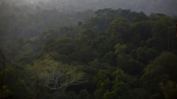 Brasil: bono para proteger el Amazonas gana impulso entre inversores ESG Brasil: bono para proteger el Amazonas gana impulso entre inversores ESG