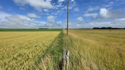 Argentina busca fechar primeiro grande envio de trigo para a China desde os anos 90 Argentina busca fechar primeiro grande envio de trigo para a China desde os anos 90