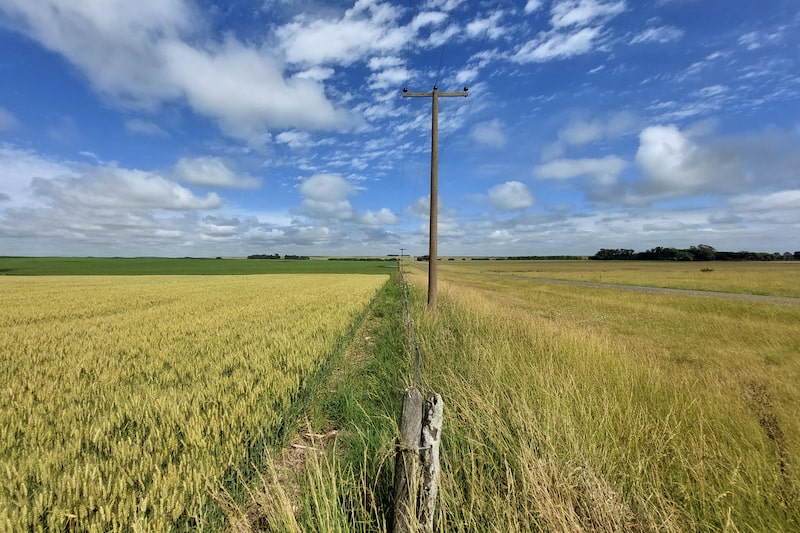 Plantação de trigo Plantação de trigo