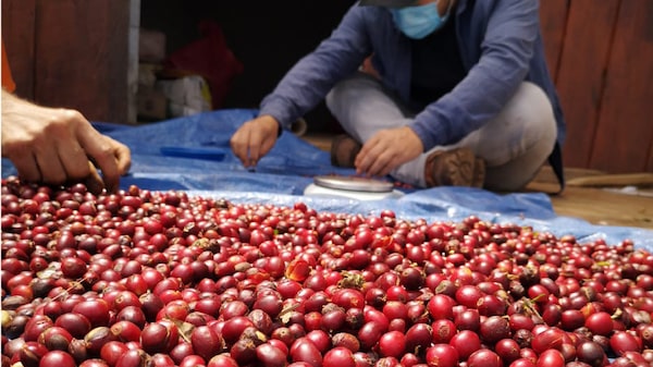 Honduras exonera del impuesto sobre la venta al café como producto de consumo popular Honduras exonera del impuesto sobre la venta al café como producto de consumo popular