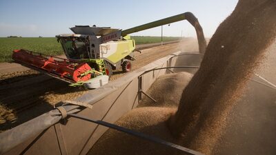 Trigo atinge o preço mais alto em um ano com preocupações sobre a oferta global Trigo atinge o preço mais alto em um ano com preocupações sobre a oferta global