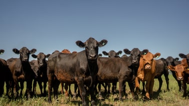 Churrasco mais caro: carne argentina ganha espaço nos EUA, mas impõe desafio a Milei Churrasco mais caro: carne argentina ganha espaço nos EUA, mas impõe desafio a Milei