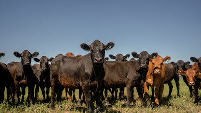Churrasco mais caro: carne argentina ganha espaço nos EUA, mas impõe desafio a Milei Churrasco mais caro: carne argentina ganha espaço nos EUA, mas impõe desafio a Milei