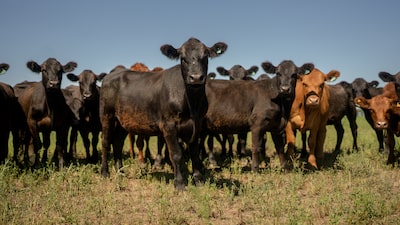 EE.UU. reducirá temporalmente aranceles a la importación de carne de vacuno, según el WSJ EE.UU. reducirá temporalmente aranceles a la importación de carne de vacuno, según el WSJ