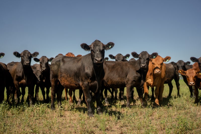 Milei's Strong Peso Drives Argentina Meatpackers To Import Beef Milei's Strong Peso Drives Argentina Meatpackers To Import Beef