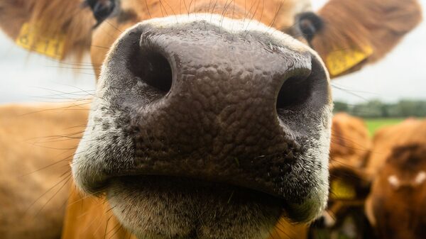 Las vacas están demasiado estresadas para satisfacer demanda mundial de lácteos Las vacas están demasiado estresadas para satisfacer demanda mundial de lácteos