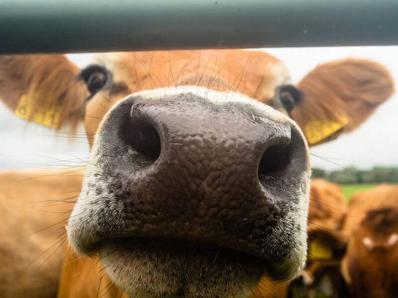Setor agrícola enfrenta pressão para se tornar mais verde Setor agrícola enfrenta pressão para se tornar mais verde
